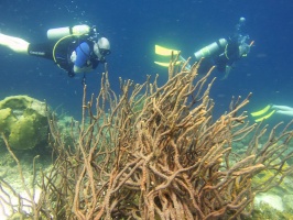 Divers with Rope Sponge IMG 5387